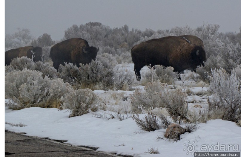 Antelope Island - заповедник в Большом Соленом озере. Antelope Island - заповедник в Большом Соленом озере.