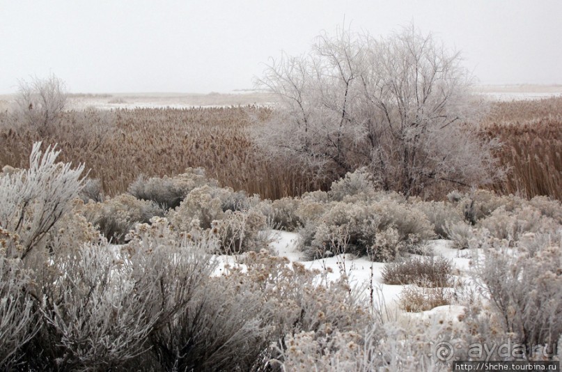 Antelope Island - заповедник в Большом Соленом озере.