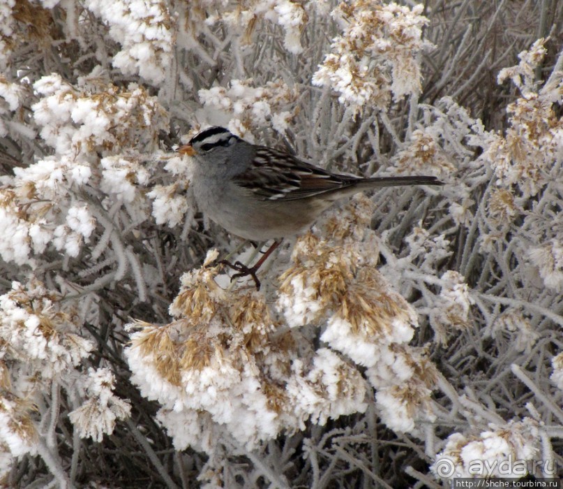 Antelope Island - заповедник в Большом Соленом озере. Antelope Island - заповедник в Большом Соленом озере.