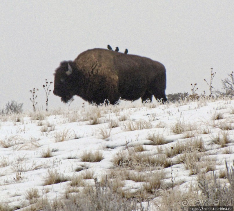Antelope Island - заповедник в Большом Соленом озере.