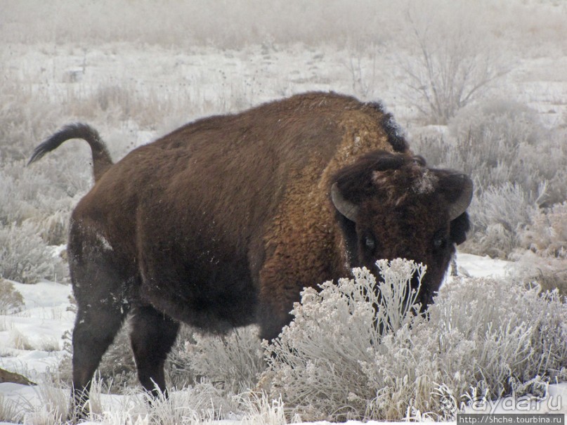 Antelope Island - заповедник в Большом Соленом озере. Antelope Island - заповедник в Большом Соленом озере.