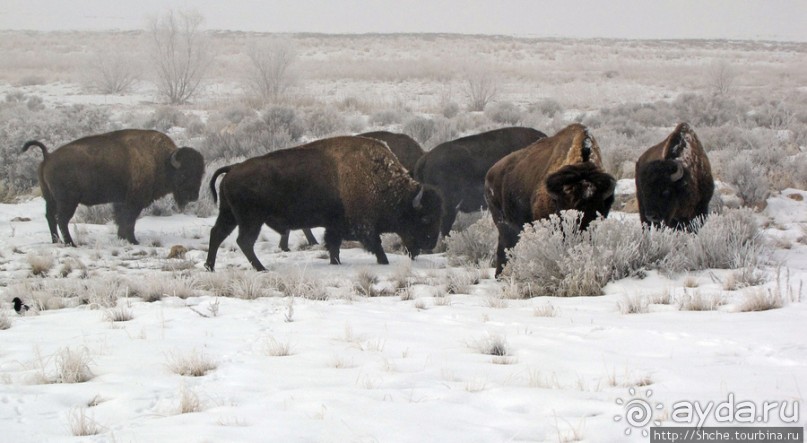 Antelope Island - заповедник в Большом Соленом озере. Antelope Island - заповедник в Большом Соленом озере.