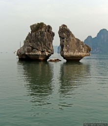 Петушки распетушились, но подраться не решились