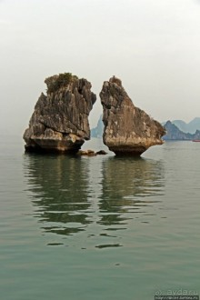 Петушки распетушились, но подраться не решились