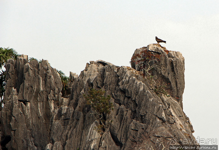 Петушки распетушились, но подраться не решились