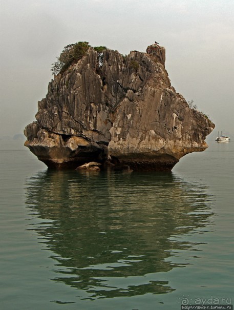 Петушки распетушились, но подраться не решились