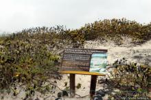 Бухта черепах (Tortuga bay) — лучшее место на о. Санта Круз
