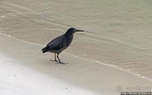 Бухта черепах (Tortuga bay) — лучшее место на о. Санта Круз