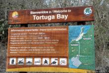 Бухта черепах (Tortuga bay) — лучшее место на о. Санта Круз