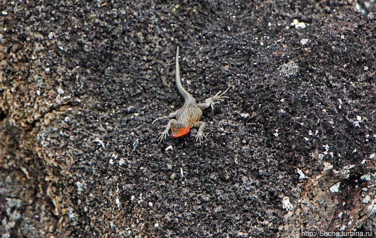 Бухта черепах (Tortuga bay) — лучшее место на о. Санта Круз