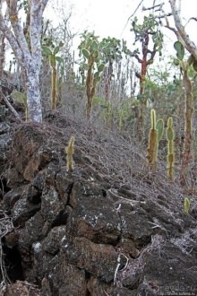 Бухта черепах (Tortuga bay) — лучшее место на о. Санта Круз