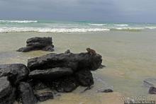 Бухта черепах (Tortuga bay) — лучшее место на о. Санта Круз
