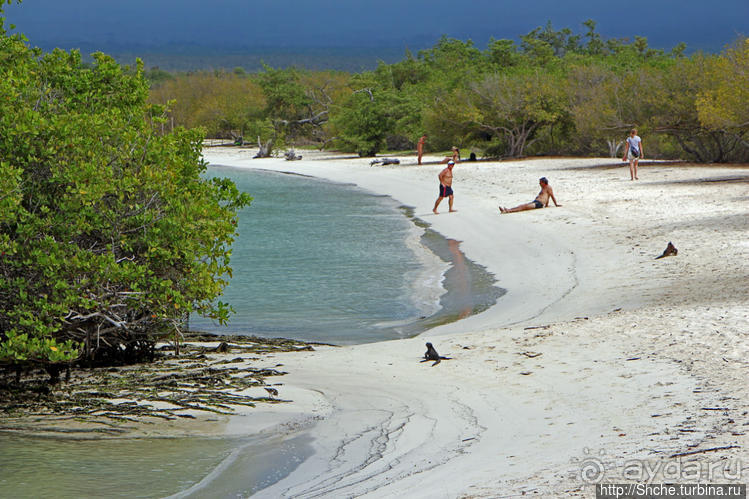 Бухта черепах (Tortuga bay) — лучшее место на о. Санта Круз