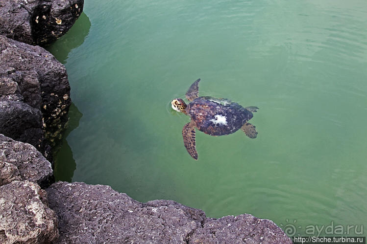 Альбом отзыва "Бухта черепах (Tortuga bay) — лучшее место на о. Санта Круз"
