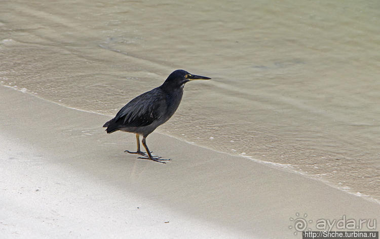 Альбом отзыва "Бухта черепах (Tortuga bay) — лучшее место на о. Санта Круз"