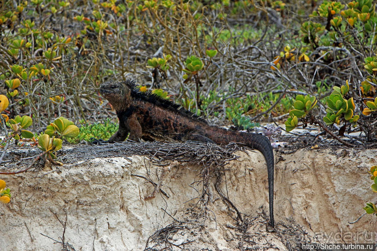 фото Пуэрто Айора