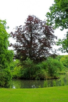 Бад-Мускау — крупнейший английский парк в материковой Европе