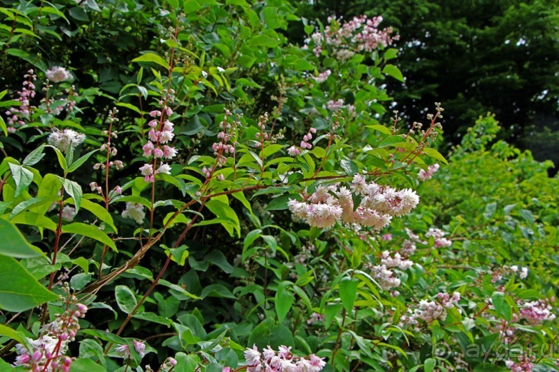 Бад-Мускау — крупнейший английский парк в материковой Европе