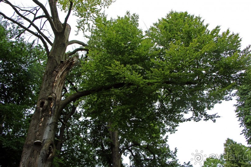 Бад-Мускау — крупнейший английский парк в материковой Европе