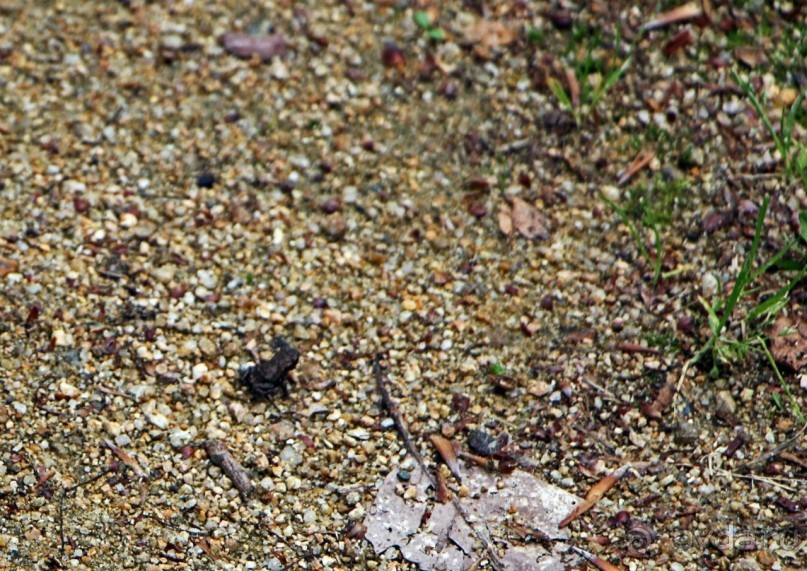 Бад-Мускау — крупнейший английский парк в материковой Европе