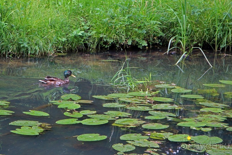 Бад-Мускау — крупнейший английский парк в материковой Европе