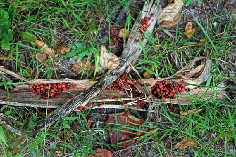 Бад-Мускау — крупнейший английский парк в материковой Европе