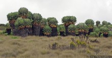 Kilimanjaro — HAKUNA MATATA, или Килиманджаро для "чайников"
