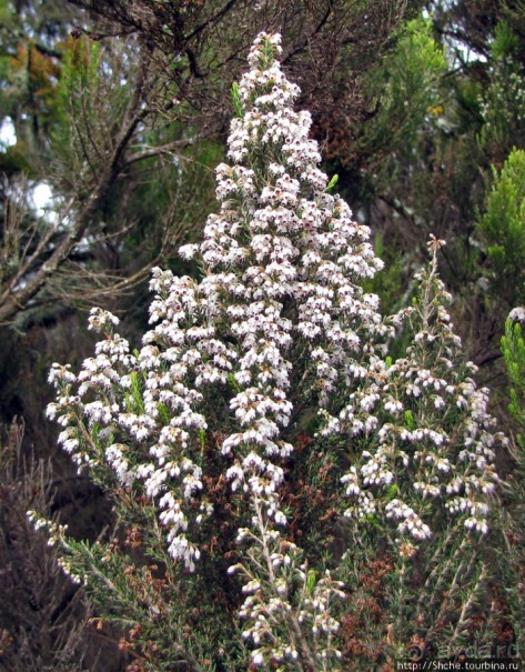 Kilimanjaro — HAKUNA MATATA, или Килиманджаро для "чайников"