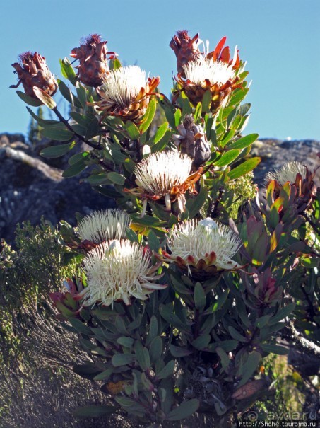 Kilimanjaro — HAKUNA MATATA, или Килиманджаро для "чайников"