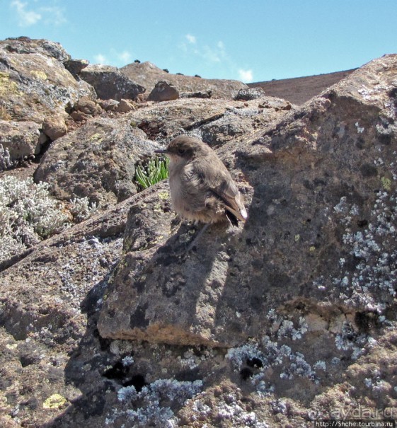 Kilimanjaro — HAKUNA MATATA, или Килиманджаро для "чайников"