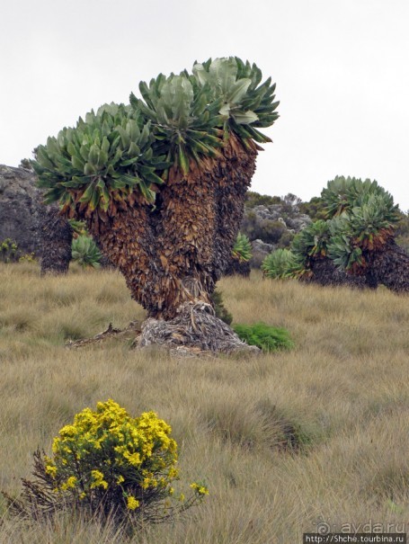 Kilimanjaro — HAKUNA MATATA, или Килиманджаро для "чайников"