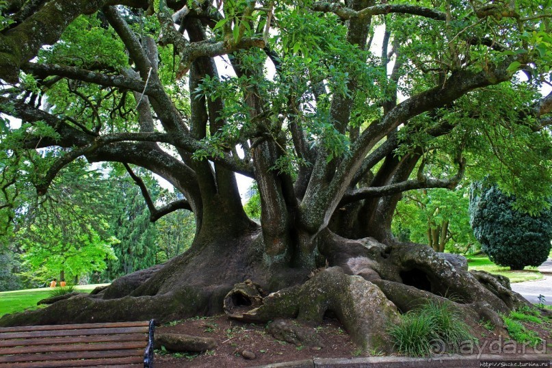 Альберт Парк — на мой вкус, самое интересное место в Окленде