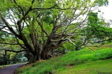 Альберт Парк — на мой вкус, самое интересное место в Окленде