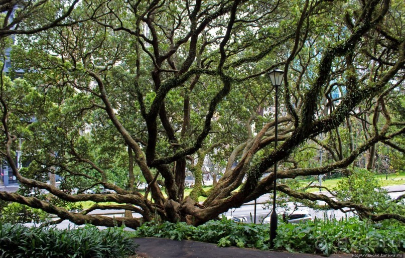 Альберт Парк — на мой вкус, самое интересное место в Окленде