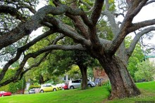 Альберт Парк — на мой вкус, самое интересное место в Окленде