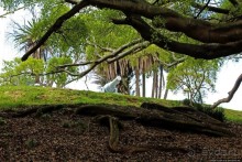 Альберт Парк — на мой вкус, самое интересное место в Окленде