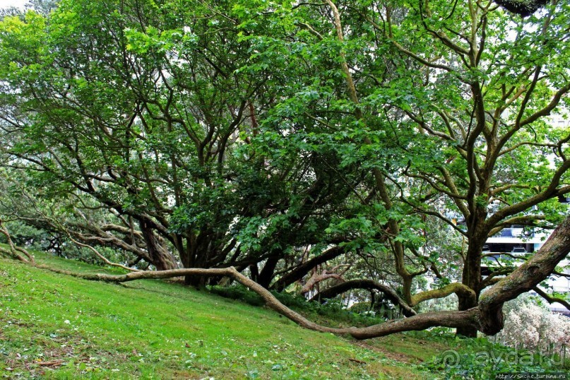 Альберт Парк — на мой вкус, самое интересное место в Окленде