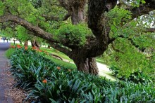 Альберт Парк — на мой вкус, самое интересное место в Окленде