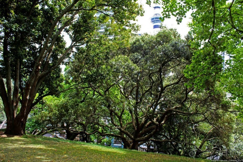 Альберт Парк — на мой вкус, самое интересное место в Окленде