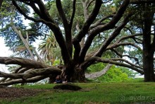 Альберт Парк — на мой вкус, самое интересное место в Окленде