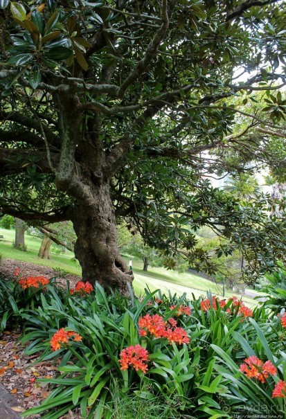 Альберт Парк — на мой вкус, самое интересное место в Окленде