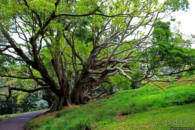 Альберт Парк — на мой вкус, самое интересное место в Окленде