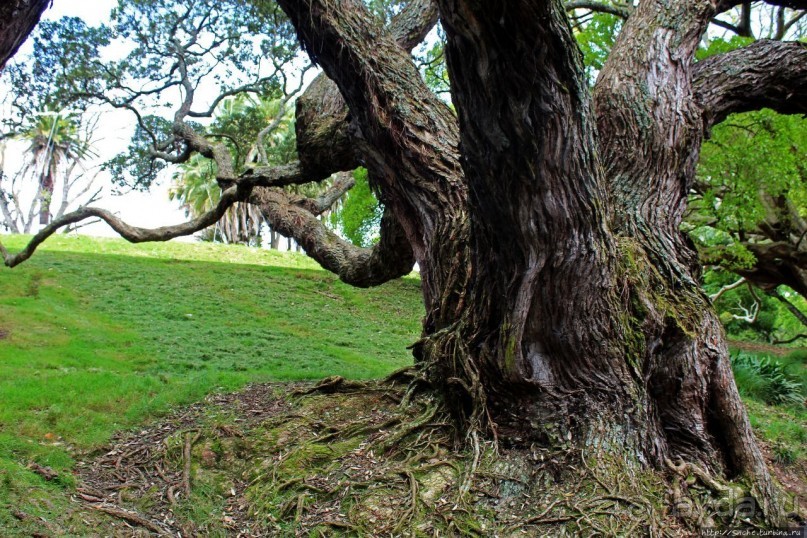 Альберт Парк — на мой вкус, самое интересное место в Окленде