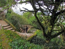 Живописная тропа в реликтовом лесу Синтры