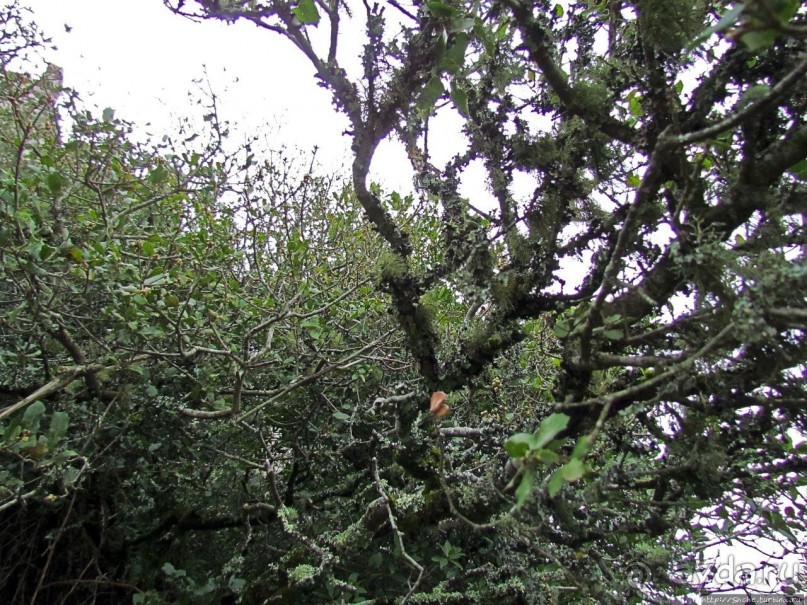 Живописная тропа в реликтовом лесу Синтры