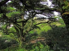 Живописная тропа в реликтовом лесу Синтры