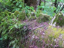 Живописная тропа в реликтовом лесу Синтры