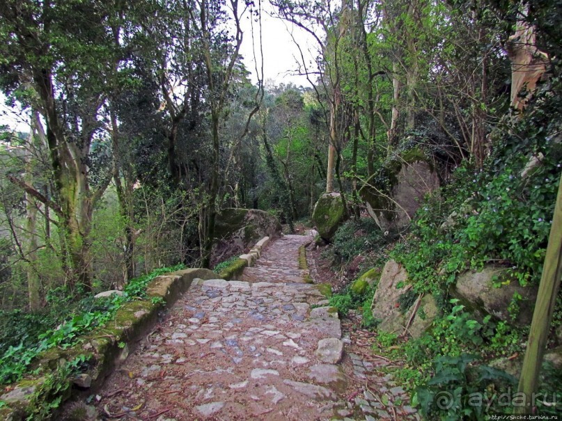 Живописная тропа в реликтовом лесу Синтры