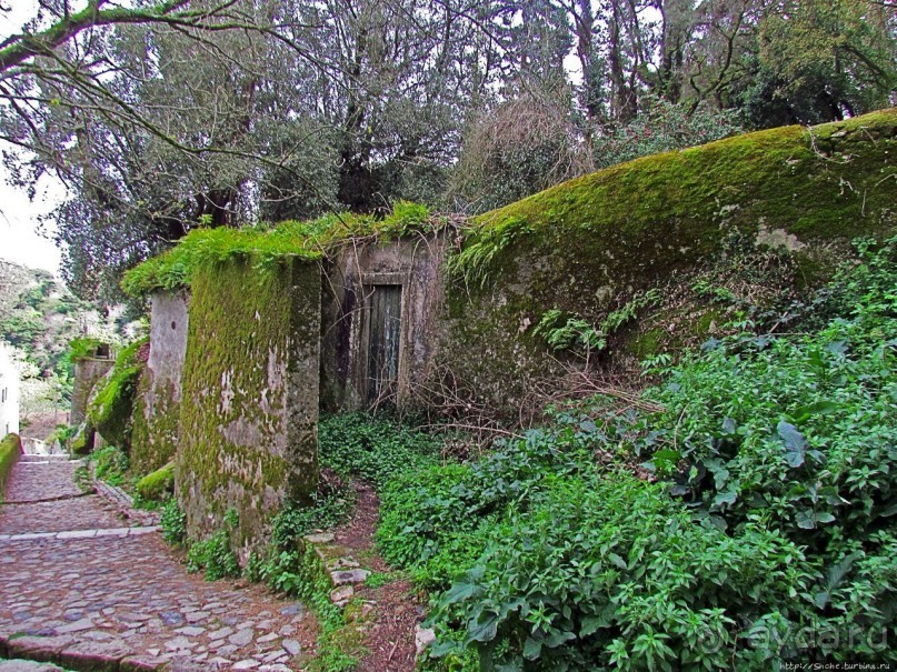 Живописная тропа в реликтовом лесу Синтры