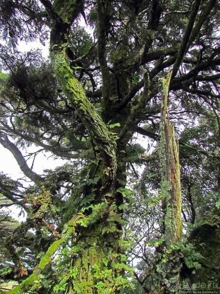 Живописная тропа в реликтовом лесу Синтры